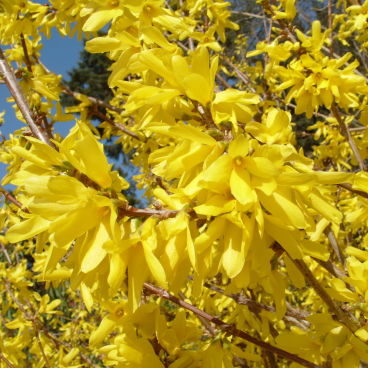 Форзиция промежуточная / Forsythia intermedia