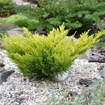 Можжевельник гориз. "Лайм Глоу" / Juniperus horizontalis "Lime Glow"