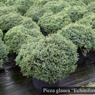 Ель канадская "Эхиниформис" / Picea glauca "Echiniformis"