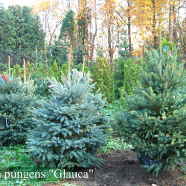 Ель колючая "Глаука" / Picea pungens "Glauca"