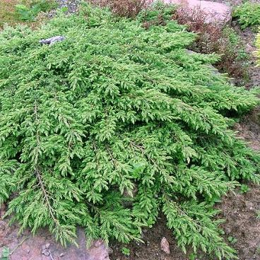 Можжевельник обыкновенный "Грин Карпет" / Juniperus communis "Green Carpet"