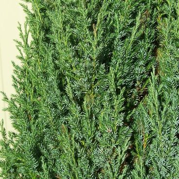 Можжевельник обыкновенный "Хиберника" / Juniperus communis "Hibernica"