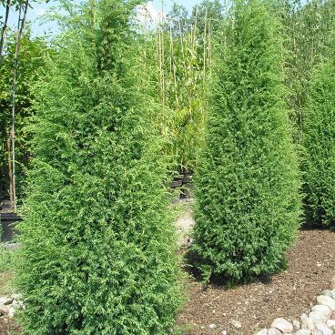 Можжевельник обыкновенный "Мейер" / Juniperus communis "Meyer"
