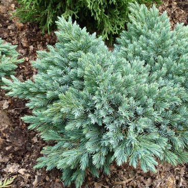 Можжевельник чешуйчатый "Блю Стар" / Juniperus squamata "Blue Star"