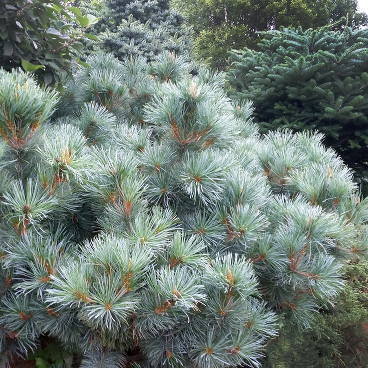 Кедровый стланник "Глаука" / Pinus pumila "Glauca"