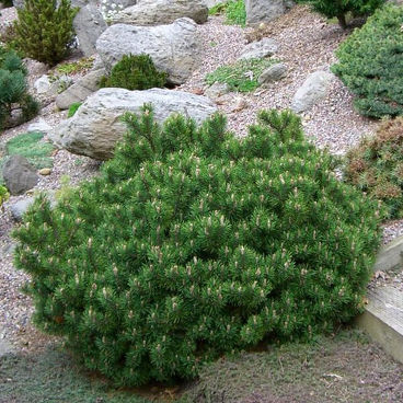 Сосна горная "Гном" / Pinus mugo "Gnom"