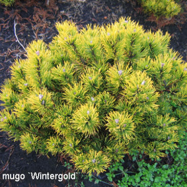 Сосна горная "Винтерголд" / Pinus mugo "Wintergold"