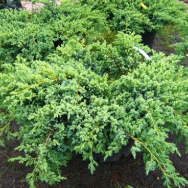 Можжевельник чешуйчатый "Блю Свид" / Juniperus squamata "Blue Swede"