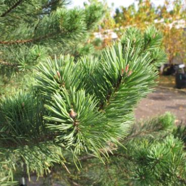 Сосна обыкновенная / Pinus sylvestris