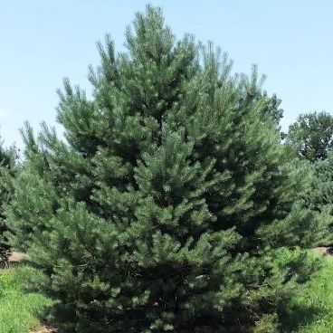 Сосна обыкновенная "Тип Норвегия" / Pinus sylvestris Norske Typ
