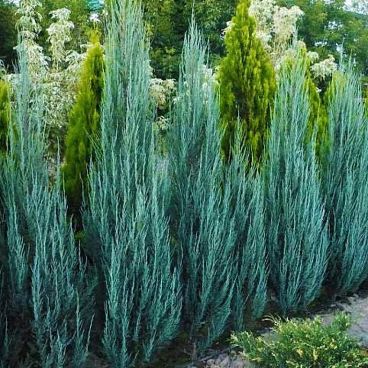 Можжевельник скальный "Блю Эрроу" / Juniperus scopulorum "Blue Arrow"