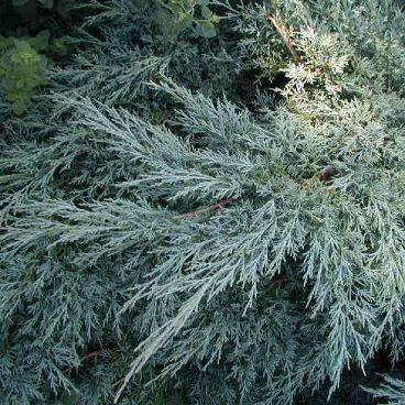 Можжевельник средний "Хетци" / Juniperus media "Hetzii"