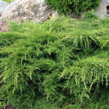 Можжевельник средний "Пфитцериана Аурея" / Juniperus media "Pfitzeriana Aurea"