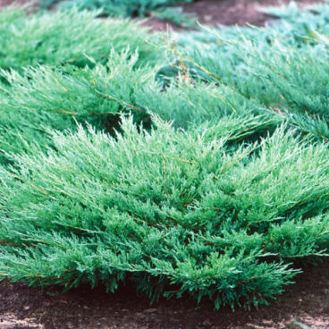 Можжевельник гориз. "Андорра Компакт" / Juniperus horizontalis "Andorra Compact"