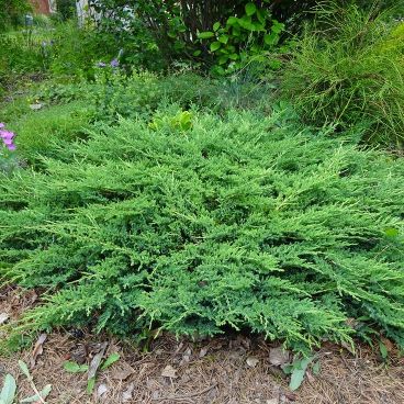 Можжевельник гориз. "Принц оф Уэлс" / Juniperus horizontalis "Prince of Wales"