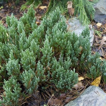 Можжевельник гориз. "Блю Форест" / Juniperus horizontalis "Blue Forest"