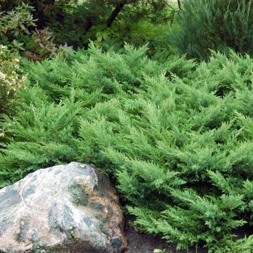 Можжевельник казацкий "Рокери Джем" / Juniperus sabina "Rockery Gem"