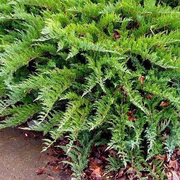 Можжевельник казацкий "Тамарисцифолия" / Juniperus sabina "Tamariscifolia"