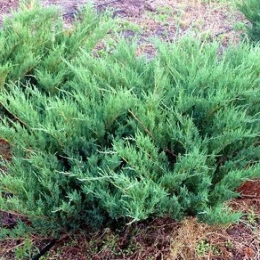 Можжевельник казацкий "Блю Данубе" / Juniperus sabina "Blue Danube"