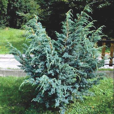 Можжевельник чешуйчатый "Мейери" / Juniperus squamata "Meyeri"