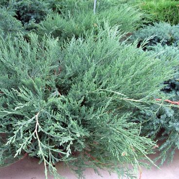 Можжевельник гориз. "Хагес" / Juniperus horizontalis "Haghes"
