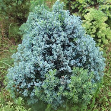 Ель канадская "Сандерс Блю" / Picea glauca "Sander's Blue"