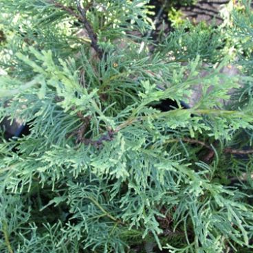 Можжевельник средний "Пфитцериана Глаука" / Juniperus media "Pfitzeriana Glauca"