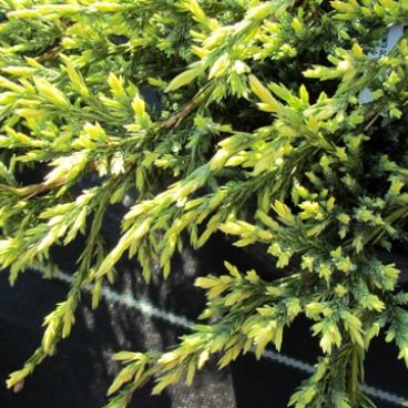 Можжевельник чешуйчатый "Голд Тайп" / Juniperus squamata "Gold Tipe"