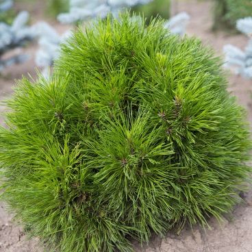 Сосна горная "Варелла" / Pinus mugo "Varella"