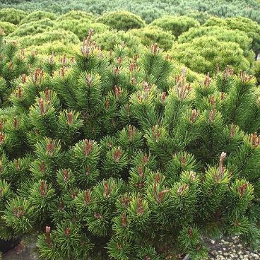 Сосна горная "Лаурин" / Pinus mugo "Laurin"
