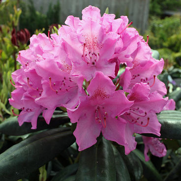 Рододендрон катавбинский "Розеум Элеганс" / Rhododendron catawbiense "Roseum Elegans"