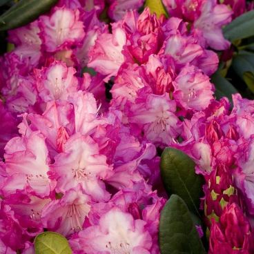 Рододендрон якушиманский "Блюреттия" / Rhododendron yakushimanum "Blurettia"