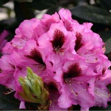Рододендрон "Кокардия" / Rhododendron "Kokardia"