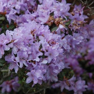 Рододендрон плотный "Мойерхайм" / Rhododendron impeditum "Moerheim"