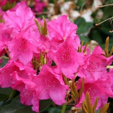Рододендрон Вильямса "Август Ламкен" / Rhododendron williamsonianum "August Lamken"