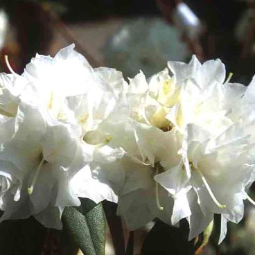 Рододендрон даурский "Дабл Уайт" / Rhododendron dahuricum "Double White"