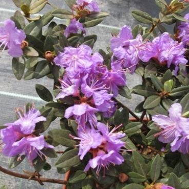 Рододендрон плотный "Рамапо" / Rhododendron impeditum "Ramapo"