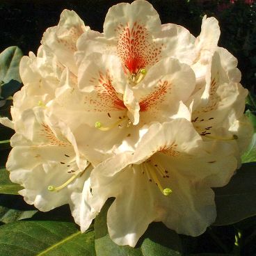 Рододендрон "Голдбукет" / Rhododendron "Goldbukett"