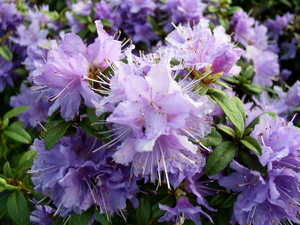 Рододендрон плотный "Луизелла" / Rhododendron impeditum "Luisella"