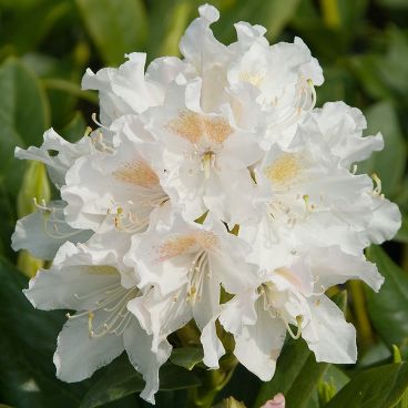 Рододендрон катавбинский "Канингемс Уайт" / Rhododendron "Cunningham's White"