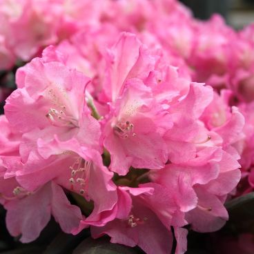 Рододендрон якушиманский "Калинка" / Rhododendron yakushimanum "Kalinka"