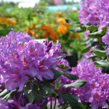 Рододендрон "Лиз Дарк Перпл" / Rhododendron "Lee's Dark Purple"