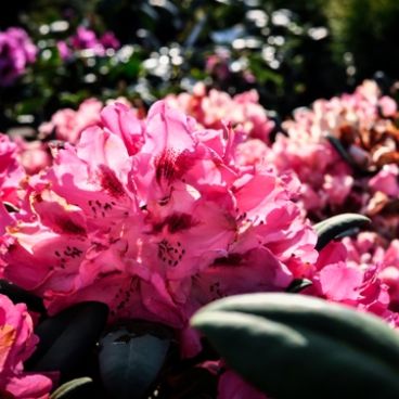 Рододендрон якушиманский "Фантастика" / Rhododendron yakushimanum "Fantastica"