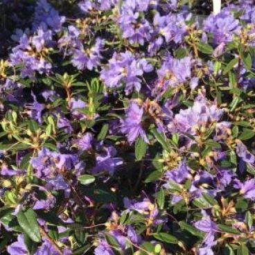 Рододендрон плотный "Блю Тит Магор" / Rhododendron impeditum "Blue Tit Magor"