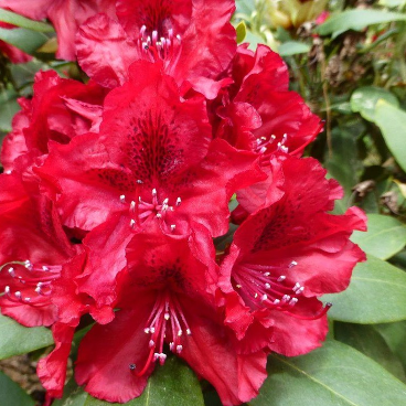 Рододендрон "Эрато" / Rhododendron "Erato"