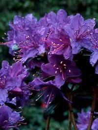 Рододендрон плотный "Блю Вондер" / Rhododendron impeditum "Blue Wonder"