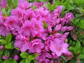 Азалия японская "Гейша Перпл" / Rhododendron obtosum "Geisha Purple"