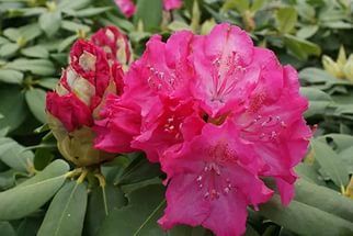Рододендрон катавбинский "Германия" / Rhododendron catawbiense "Germania"