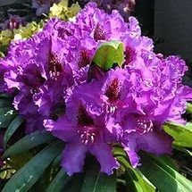 Рододендрон "Марсель Менард" / Rhododendron "Marсel Menard"