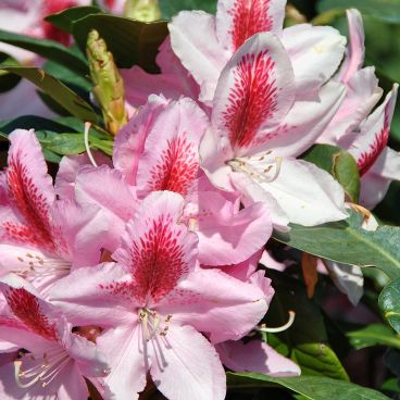 Рододендрон "Фарнивалс Дотер" / Rhododendron "Furnivall`s Daughter"